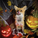 Discovery icon for EarthFox Discord server
