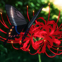Discovery icon for 🥀 ﹒ 𝑨kii あきい Discord server