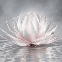 Discovery icon for White Lotus Discord server